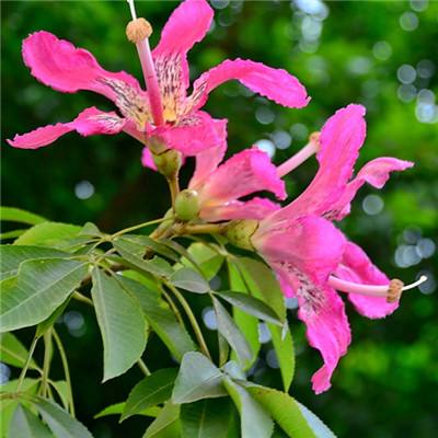 pg麻将胡了网站